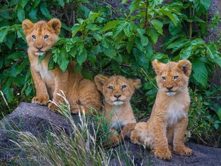 Обои львы, малыши, львята, трио, lions, kids, the cubs, trio разрешение 2048x1225 Загрузить
