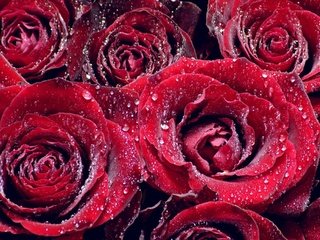 Обои цветы, роса, капли, розы, лепестки, капельки росы, крупным планом, flowers, rosa, drops, roses, petals, drops of dew, closeup разрешение 1920x1440 Загрузить