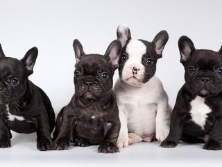 Обои щенки, французский бульдог, милые, puppies, french bulldog, cute разрешение 3200x1905 Загрузить