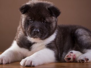 Обои щенок, песик, порода, милый, японская, акита, puppy, doggie, breed, cute, japanese, akita разрешение 2400x1484 Загрузить