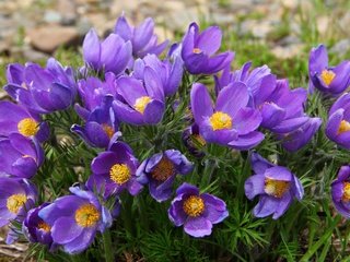 Обои фиолетовый, весна, анемоны, сон-трава, прострел, purple, spring, anemones, sleep-grass, cross разрешение 3000x2000 Загрузить