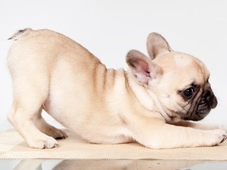 Обои поза, щенок, французский бульдог, pose, puppy, french bulldog разрешение 3000x1804 Загрузить