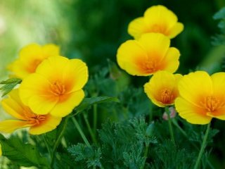 Обои желтый, эшшольция, калифорнийский мак, yellow, escholzia, california poppy разрешение 2400x1504 Загрузить