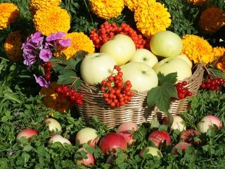 Обои цветы, яблоки, корзина, рябина, бархатцы, калина, флоксы, flowers, apples, basket, rowan, marigolds, kalina, phlox разрешение 3000x1953 Загрузить