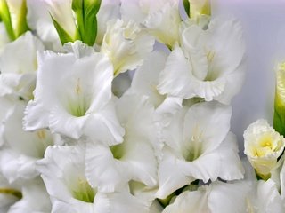 Обои макро, белый, гладиолус, macro, white, gladiolus разрешение 1920x1187 Загрузить