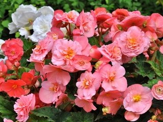 Обои цветы, лепестки, розовые, белые, бегония, flowers, petals, pink, white, begonia разрешение 2200x1444 Загрузить