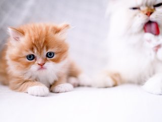 Обои кошка, взгляд, котенок, рыжий котенок, cat, look, kitty, ginger kitten разрешение 1980x1320 Загрузить