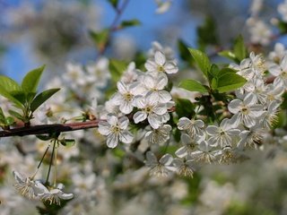 Обои ветка, дерево, цветение, макро, весна, вишня, branch, tree, flowering, macro, spring, cherry разрешение 2400x1598 Загрузить