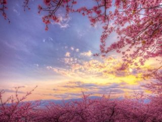 Обои небо, цветение, весна, розовый, сакура, the sky, flowering, spring, pink, sakura разрешение 2048x1365 Загрузить