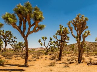 Обои песок, пустыня, сша, кустарник, дюны, joshua tree national park, дерево джошуа, sand, desert, usa, shrub, dunes, joshua tree разрешение 2880x1662 Загрузить