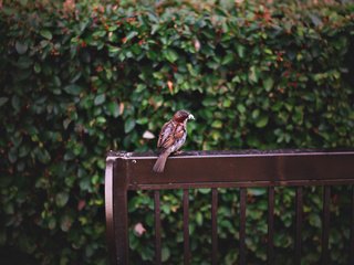 Обои листья, птица, воробей, скамейка, перья, leaves, bird, sparrow, bench, feathers разрешение 2074x1382 Загрузить