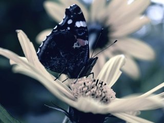 Обои насекомое, цветок, лепестки, бабочка, крылья, insect, flower, petals, butterfly, wings разрешение 5184x3240 Загрузить