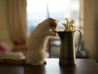 Обои цветы, кот, кошка, котенок, стол, benjamin torode, бенджамин тород, ханна, flowers, cat, kitty, table, benjamin torod, hannah разрешение 2048x1365 Загрузить