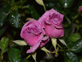 Обои макро, капли, розы, розовые, боке, роз, пинк, macro, drops, roses, pink, bokeh разрешение 6016x4000 Загрузить