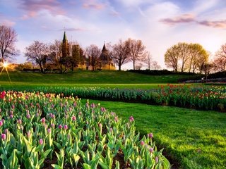 Обои парк, весна, тюльпаны, канада, неба, тульпаны, park, spring, tulips, canada, sky разрешение 2880x1635 Загрузить