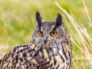 Обои портрет, взгляд, хищник, птица, филин, eurasian eagle owl, bubo bubo, орлиная сова, portrait, look, predator, bird, owl, eagle owl разрешение 2048x1365 Загрузить