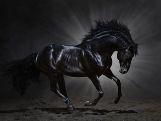 Обои лошадь, черный, темный фон, конь, грива, бег, копыта, мустанг, вороной, crow, horse, black, the dark background, mane, running, hooves, mustang разрешение 5944x3914 Загрузить