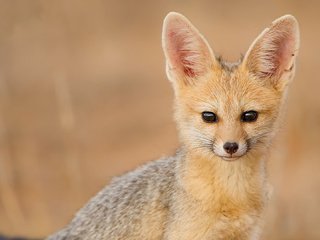 Обои взгляд, фенек, fennec fox, южноафриканская лисица, look, fenech, south african fox разрешение 1920x1080 Загрузить