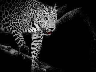 Обои кошка, чёрно-белое, леопард, хищник, cat, black and white, leopard, predator разрешение 1920x1280 Загрузить