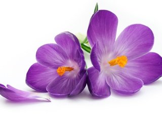 Обои цветы, лепестки, белый фон, крокусы,  цветы, crocus, цветком, flowers, petals, white background, crocuses, flower разрешение 8576x5696 Загрузить