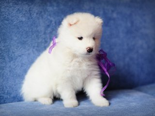 Обои собака, щенок, самоед, dog, puppy, samoyed разрешение 4256x2832 Загрузить