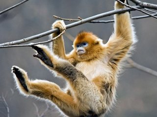 Обои дерево, ветки, обезьяна, примат, golden snub-nosed monkey, золотистая обезьяна, tree, branches, monkey, the primacy of разрешение 1920x1200 Загрузить