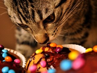 Обои кот, кошка, сладости, cat, sweets разрешение 3776x2848 Загрузить