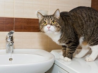 Обои вода, кот, кошка, ванна, раковина, water, cat, bath, sink разрешение 2880x1920 Загрузить