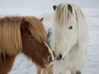 Обои природа, зима, пони, icelandic ponies, nature, winter, pony разрешение 4675x3170 Загрузить