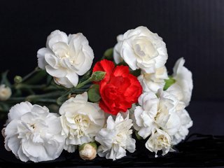 Обои фон, букет, гвоздики, background, bouquet, clove разрешение 2048x1412 Загрузить
