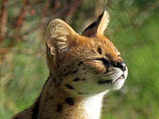 Обои мордочка, котенок, профиль, малыш, сервал, кустарниковая кошка, leptailurus serval, muzzle, kitty, profile, baby, serval, bush cat разрешение 2000x1280 Загрузить