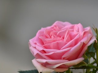 Обои цветы, роза, лепестки, бутон, розовые, flowers, rose, petals, bud, pink разрешение 1920x1200 Загрузить