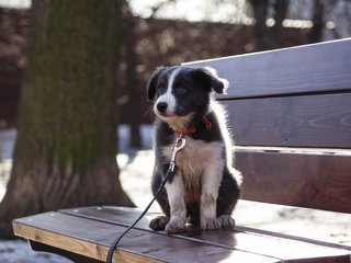 Обои собака, щенок, бордер-колли, cобака, dog, puppy, the border collie разрешение 3872x2592 Загрузить