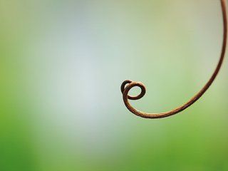 Обои природа, спираль, растение, зеленый фон, looping, tendril, усик, nature, spiral, plant, green background, mustache разрешение 1920x1273 Загрузить