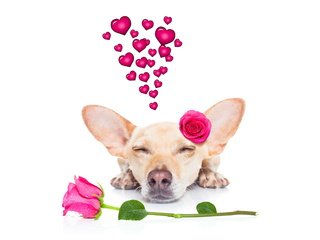 Обои розы, собака, сердце, чихуахуа, roses, dog, heart, chihuahua разрешение 6000x4000 Загрузить