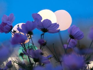 Обои цветы, природа, фон, космея, flowers, nature, background, kosmeya разрешение 2048x1365 Загрузить