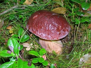 Обои трава, природа, листья, макро, осень, грибы, grass, nature, leaves, macro, autumn, mushrooms разрешение 2150x1456 Загрузить