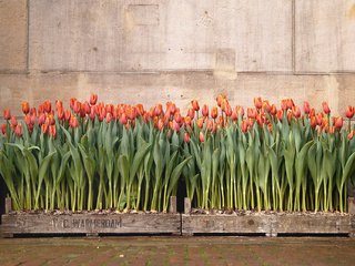 Обои цветы, фон, тюльпаны, flowers, background, tulips разрешение 2048x1361 Загрузить