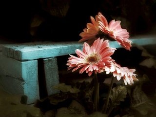 Обои цветы, природа, фон, гербера, flowers, nature, background, gerbera разрешение 2048x1365 Загрузить