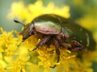 Обои цветы, жук, макро, насекомое, желтые, бронзовка золотистая, flowers, beetle, macro, insect, yellow, brantovka golden разрешение 4592x2583 Загрузить