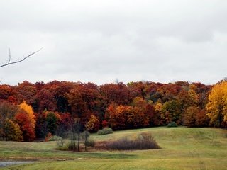 Обои деревья, лес, поле, осень, расцветка, опадают, осен, trees, forest, field, autumn, colors, fall разрешение 3867x2074 Загрузить