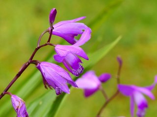 Обои цветы, орхидеи, цветком, orchis laxiflora, болотные, ятрышник, flowers, orchids, flower, marsh, orchis разрешение 4000x3000 Загрузить