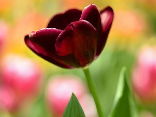 Обои цветок, размытость, тюльпан, темный, бордовый, flower, blur, tulip, dark, burgundy разрешение 2048x1152 Загрузить