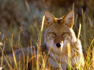 Обои трава, взгляд, сша, колорадо, койот, gunnison national park, grass, look, usa, colorado, coyote разрешение 1920x1080 Загрузить