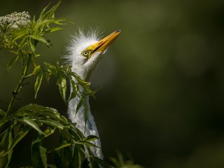 Обои природа, птица, белая, большая, цапля, great egret, nature, bird, white, large, heron разрешение 2048x1363 Загрузить