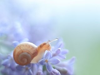 Обои макро, цветок, животное, растение, улитка, macro, flower, animal, plant, snail разрешение 5184x3456 Загрузить