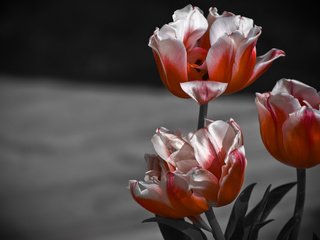 Обои цветы, бутоны, макро, фон, лепестки, тюльпаны, flowers, buds, macro, background, petals, tulips разрешение 3872x2420 Загрузить