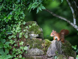 Обои природа, камень, белка, nature, stone, protein разрешение 2048x1365 Загрузить