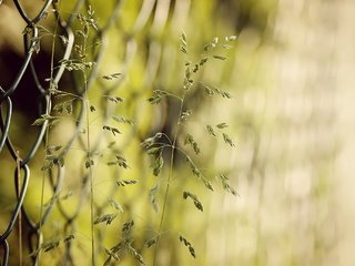 Обои трава, природа, забор, сетка, колоски, боке, grass, nature, the fence, mesh, spikelets, bokeh разрешение 2048x1361 Загрузить