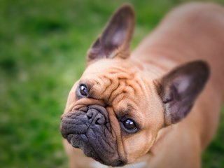 Обои морда, взгляд, собака, бульдог, французский бульдог, face, look, dog, bulldog, french bulldog разрешение 4877x3694 Загрузить